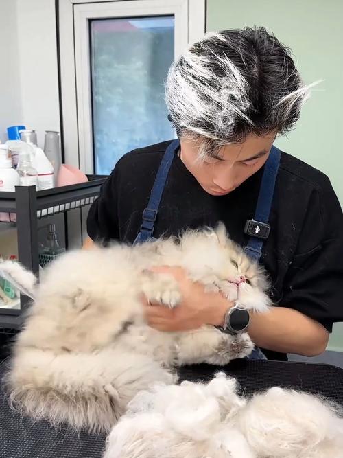 视频：宠物店给猫咪洗澡要多长时间？
