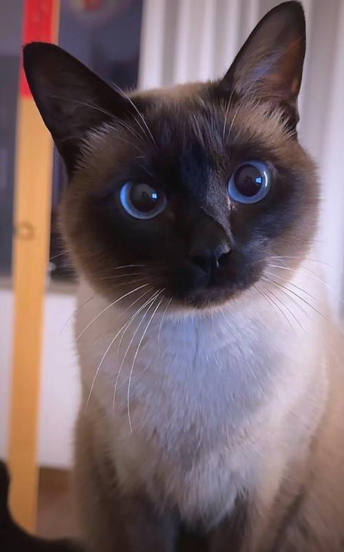 视频：小猫咪长大也会黏人吗？