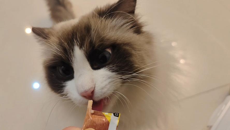 视频：猫咪一天可以吃多少猫条呢？