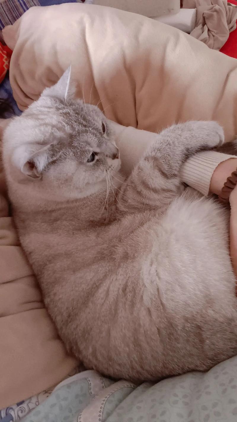 视频：小猫咪长大也会黏人吗？