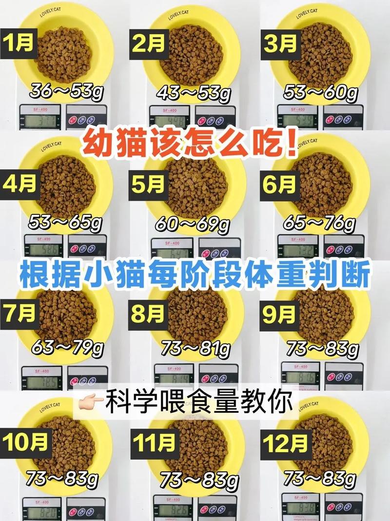 视频：猫咪一天可以吃多少猫条呢？