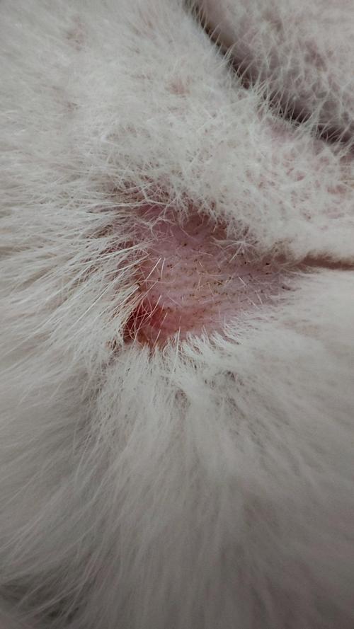 视频：猫咪下巴底下秃了一块红红的怎么办？