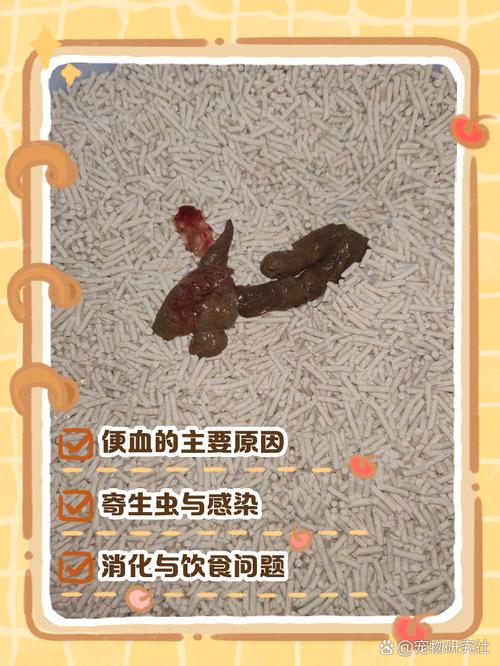 视频：猫咪不吃不喝，拉血便怎么办？