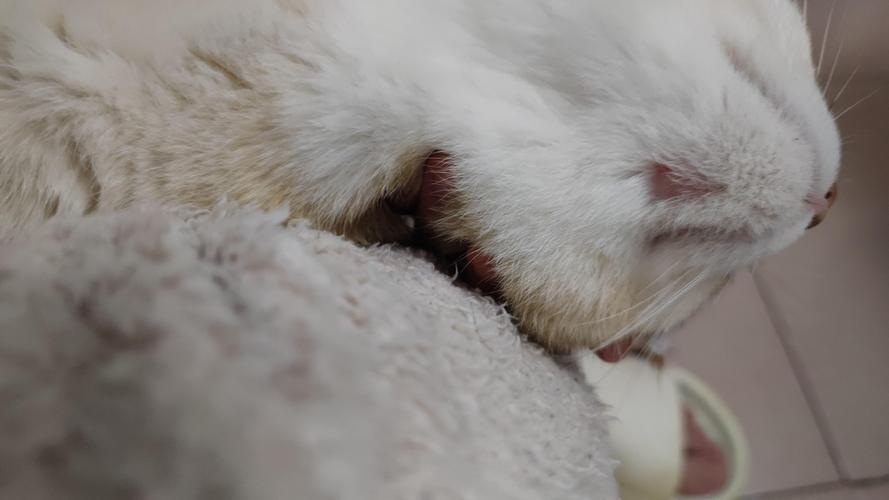 视频：猫咪下巴底下秃了一块红红的怎么办？