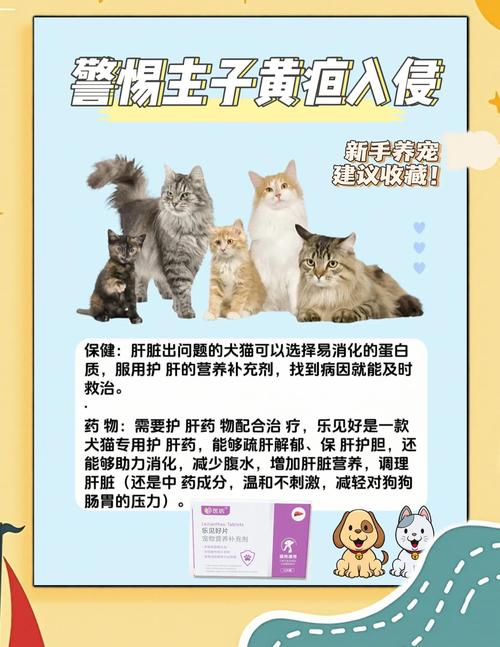 视频：猫咪丙氨酸转氨酶升高是怎么回事？