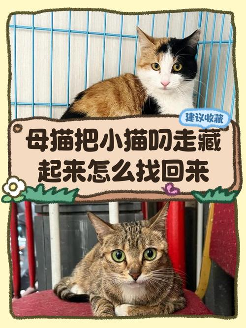 视频：猫咪为什么总是从外面叼东西回来？