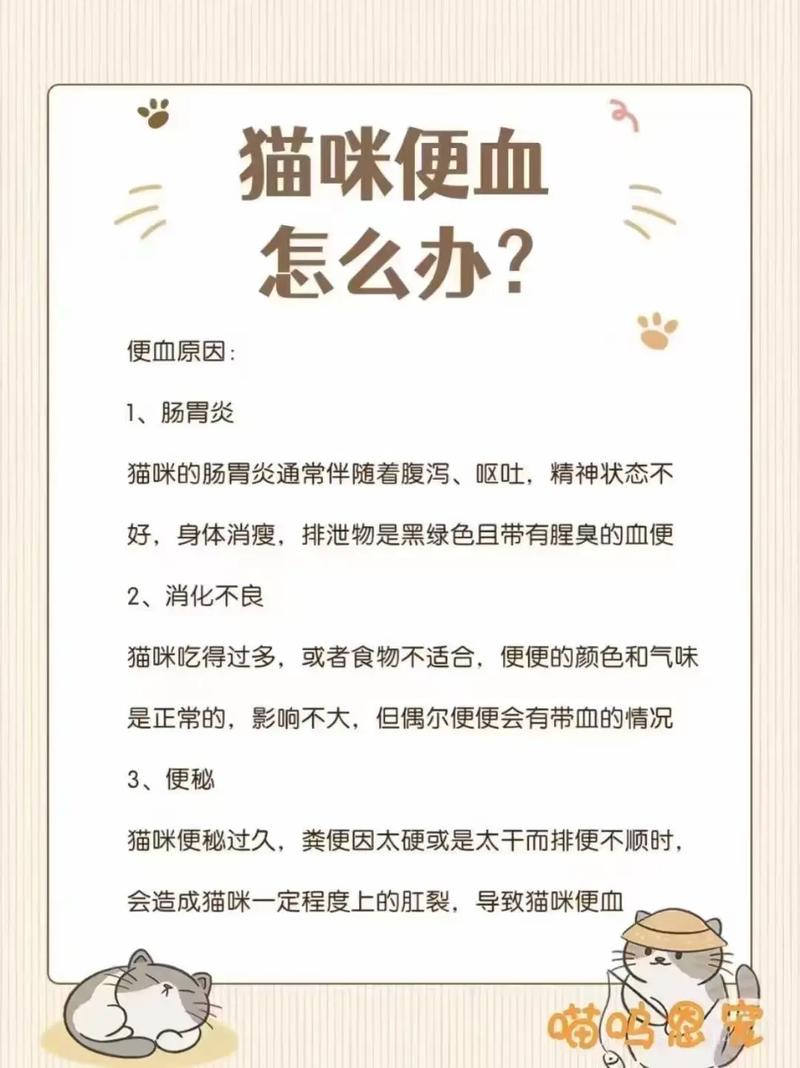 视频：猫咪不吃不喝，拉血便怎么办？