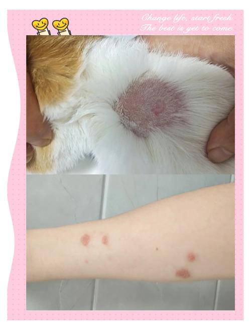 视频：猫咪为什么会得毛囊炎呢？