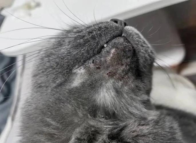 视频：猫咪为什么会得毛囊炎呢？