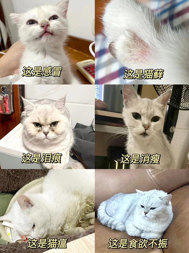 视频：猫咪为什么吃得多但很瘦？