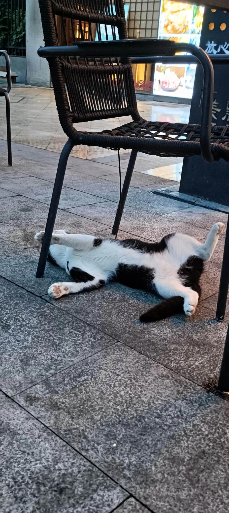 视频：猫咪什么时候可以玩猫抓板呢？
