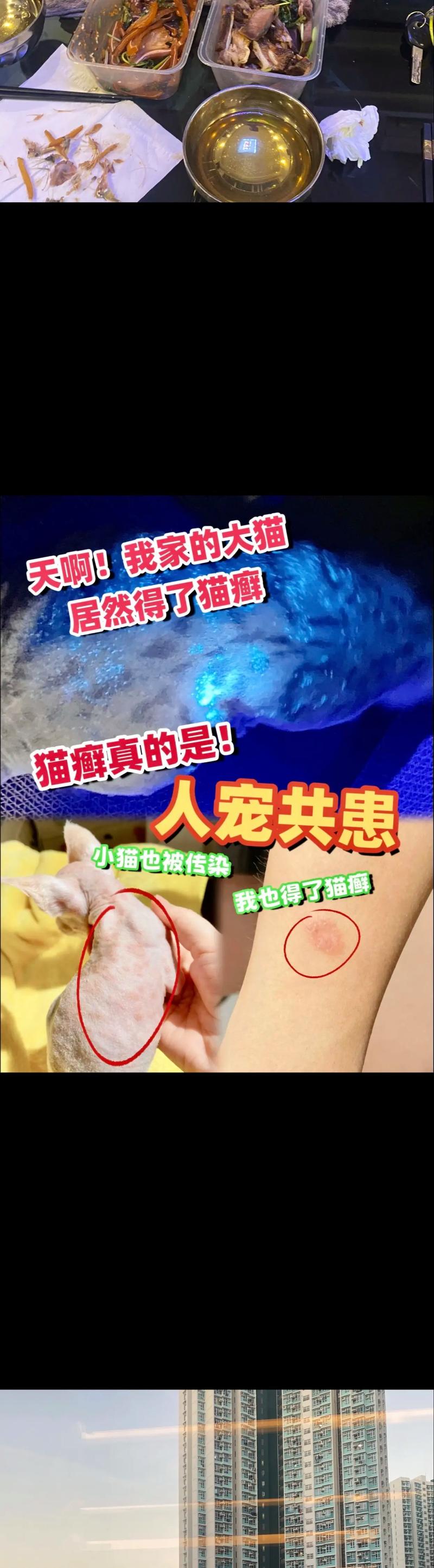 视频：猫咪从不出门怎么得猫癣的呢？