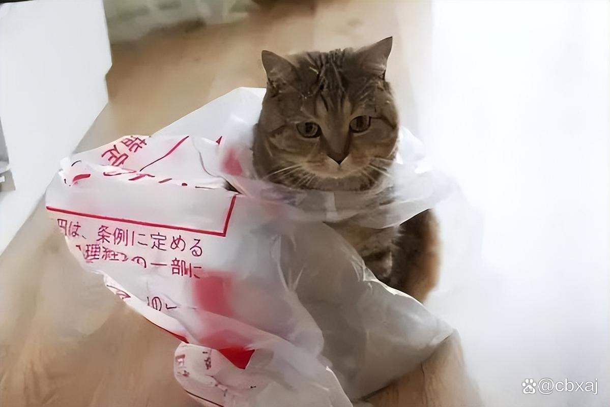视频：猫咪为什么喜欢吃包装袋？
