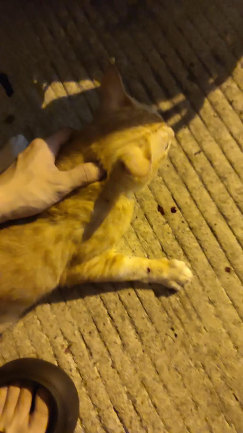 视频：猫咪从几楼摔下来会死？