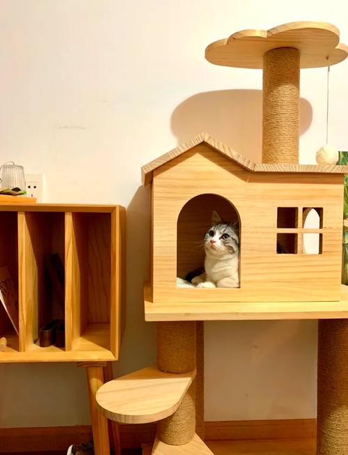 视频：猫咪为什么喜欢爬猫爬架呢？