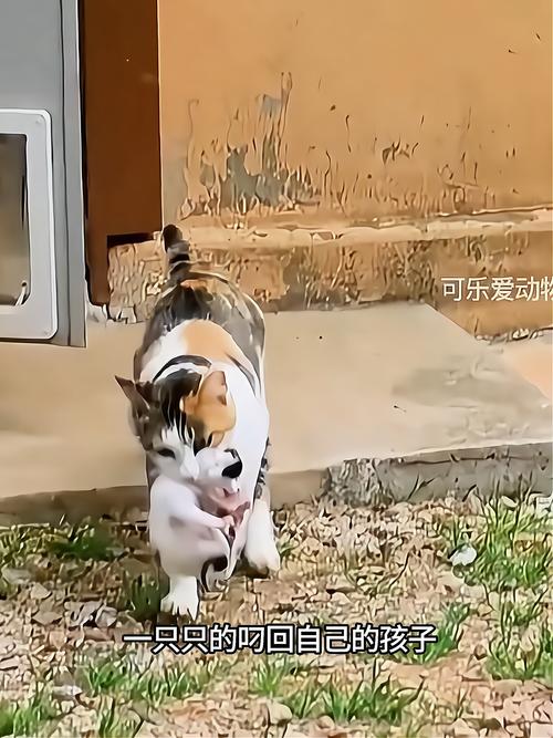 视频：猫咪为什么总是从外面叼东西回来？