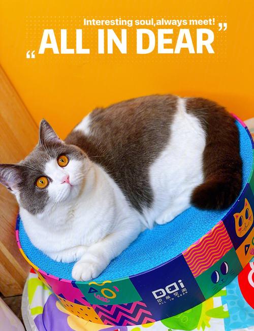 视频：猫咪什么时候可以玩猫抓板呢？