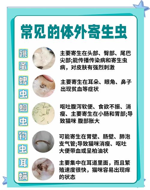 视频：猫咪体内驱虫后食欲不振怎么办？