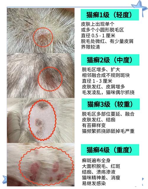 视频：猫咪从不出门怎么得猫癣的呢？