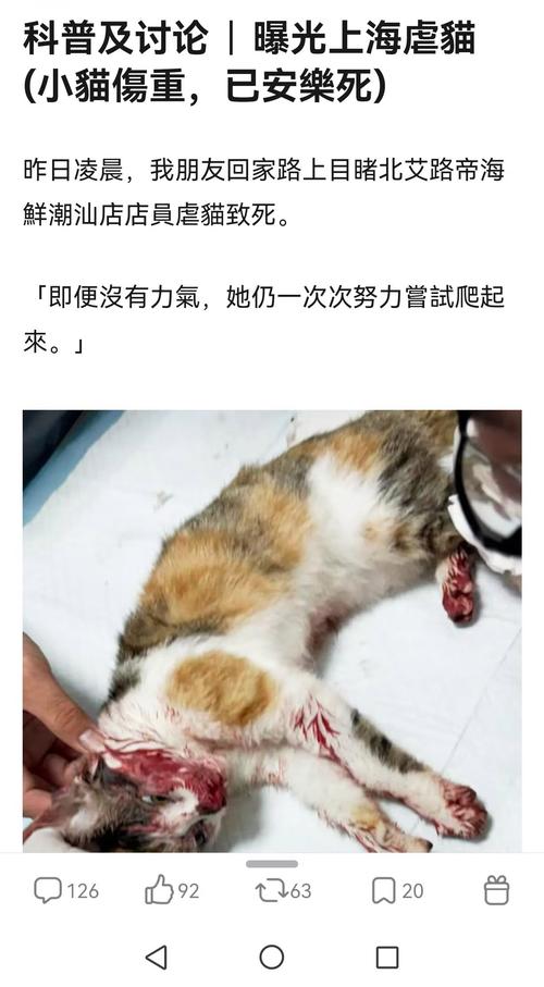 视频：猫咪从几楼摔下来会死？