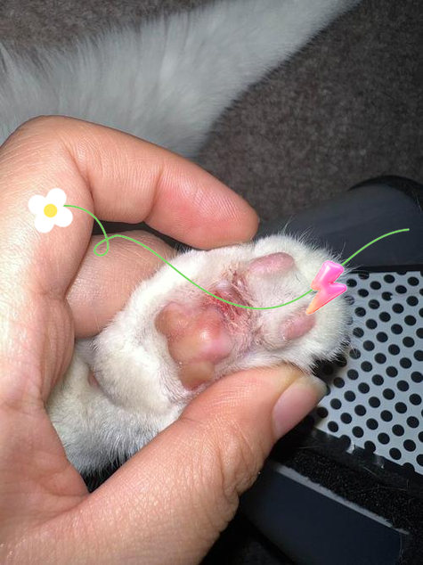 视频：猫咪关节炎的症状有哪些？