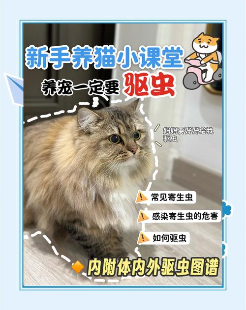 视频：猫咪体内外驱虫可以同时进行吗？