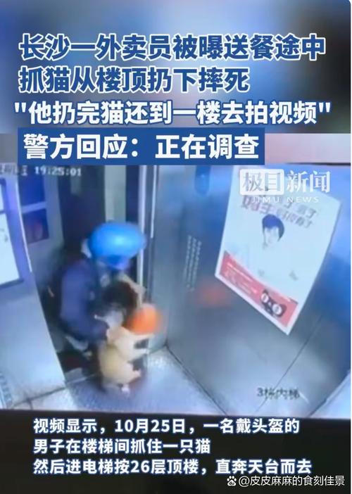 视频：猫咪从几楼摔下来会死？
