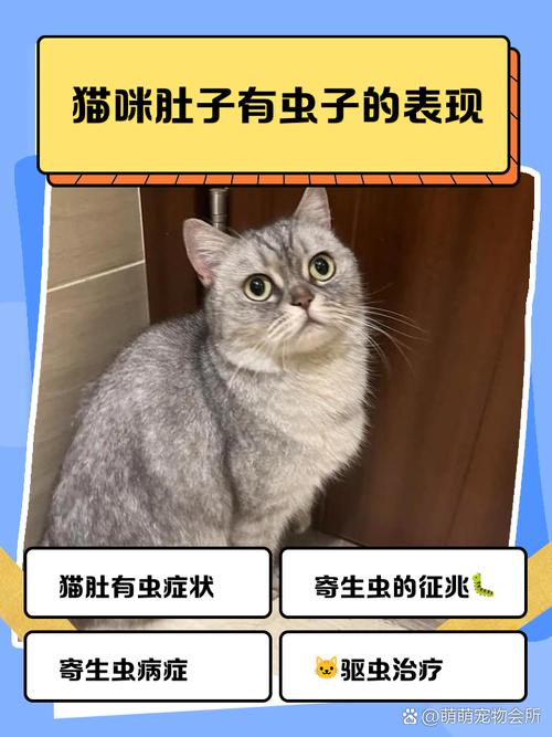 视频：猫咪体内有虫的症状表现有哪些？