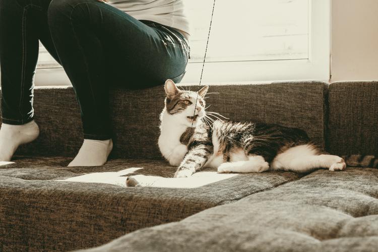 视频：猫咪养久了会有感情吗？
