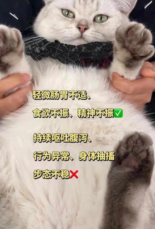 视频：猫咪体内驱虫后食欲不振怎么办？