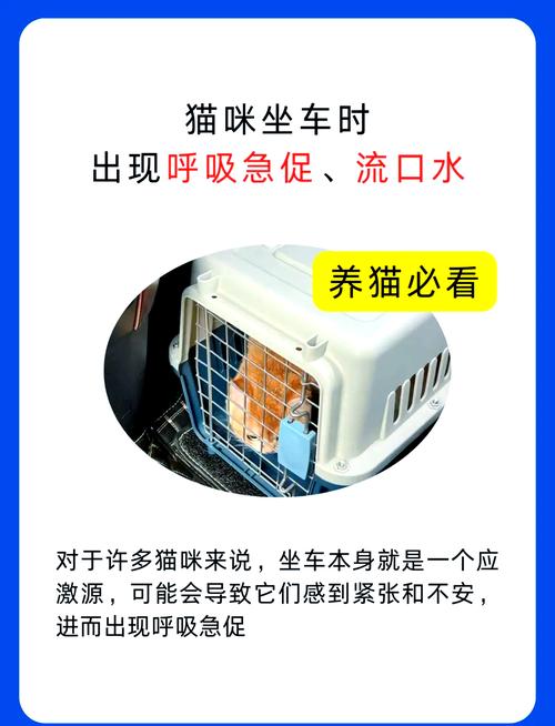 视频：猫咪到新环境有应激反应怎么缓解？