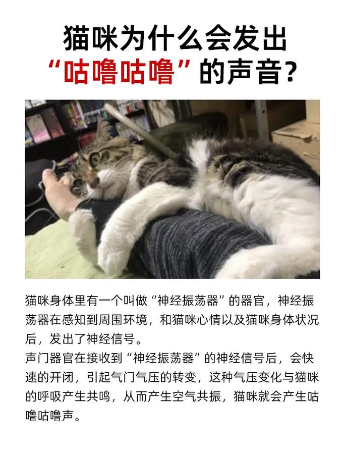 视频：猫咪发出咕噜咕噜声是什么意思？