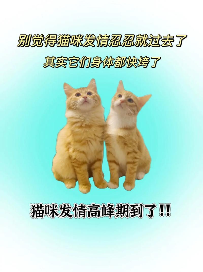 视频：猫咪养久了会有感情吗？