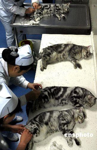 视频：猫咪发情后不吃东西怎么做？
