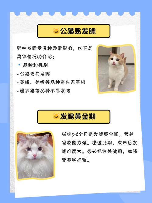 视频：猫咪发腮的因素有哪些？