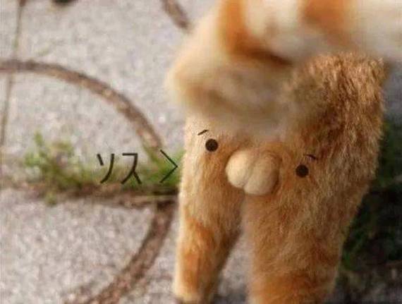 视频：猫咪割了蛋蛋会怎么样？