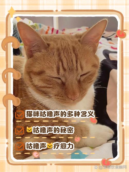 视频：猫咪发出咕噜咕噜声是什么意思？