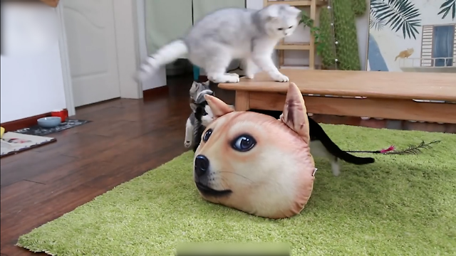视频：猫咪发情后不吃东西怎么做？