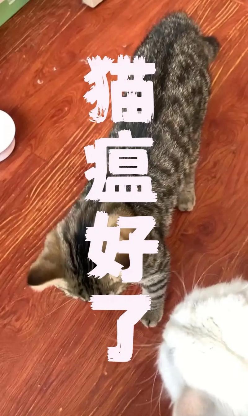 视频：猫咪发烧到40度就是猫瘟吗？