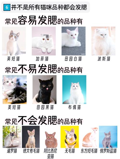 视频：猫咪发腮的因素有哪些？