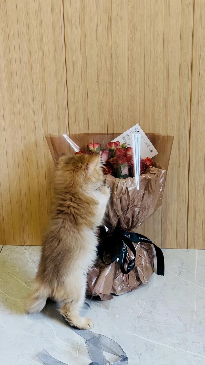 视频：猫咪可以和玫瑰花一起养吗？