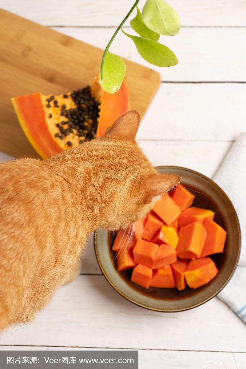 视频：猫咪可以吃木瓜吗？