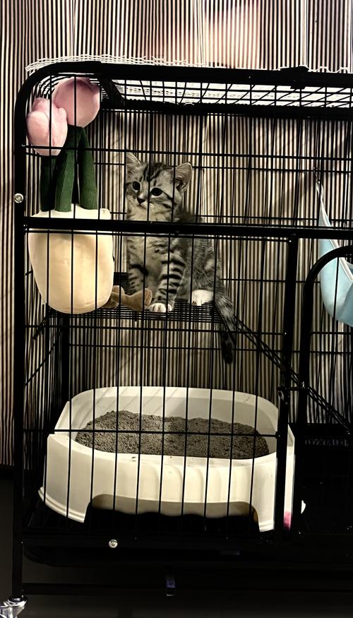 视频：猫咪可以笼养吗？