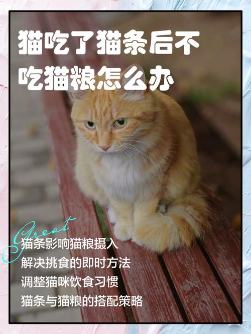 视频：猫咪吃了人的食物不吃猫粮怎么办？