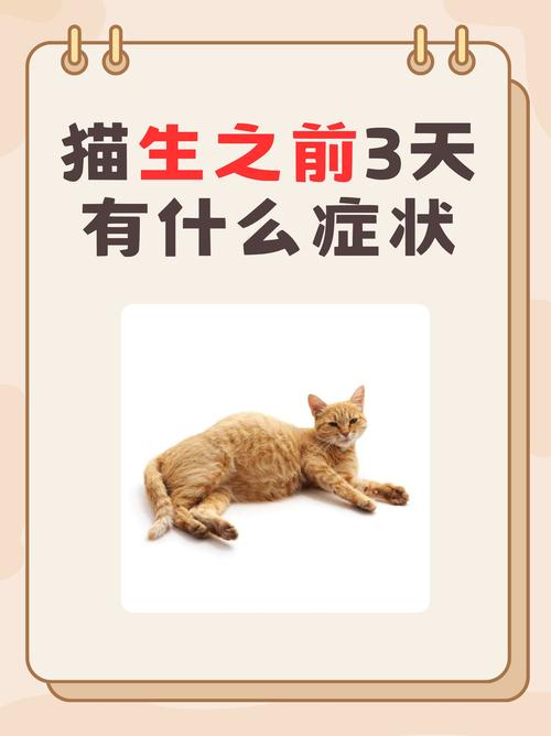 视频：猫咪吃了布洛芬有事吗？