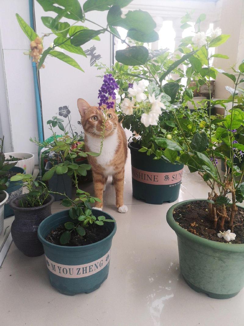 视频：猫咪可以嗅闻茉莉花吗？