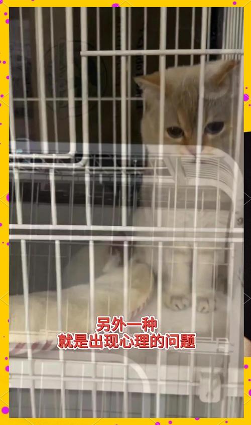 视频：猫咪可以笼养吗？