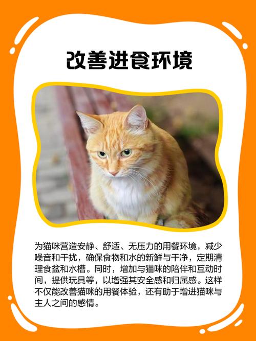 视频：猫咪吃了人的食物不吃猫粮怎么办？