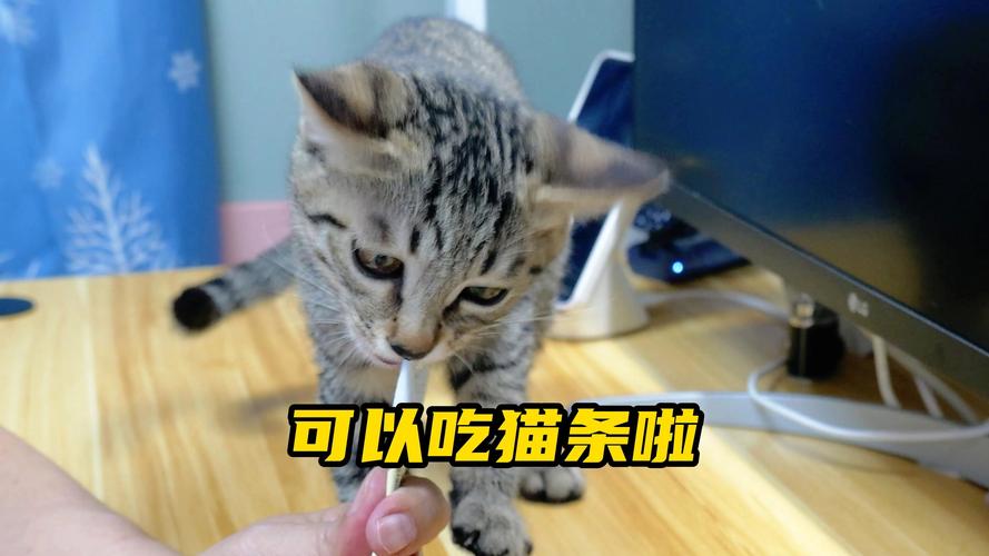 视频：猫咪吃猫条上瘾了该怎么办？