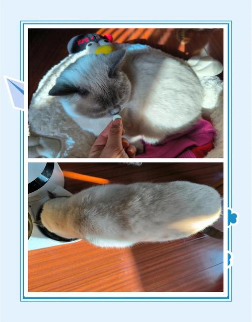 视频：猫咪吃了体内驱虫药后死亡是怎么回事？